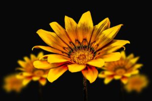 A yellow flower shines vibrantly in the foreground on a black background.