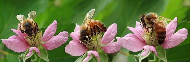 Three pink flowers each hold a bee with a green background.