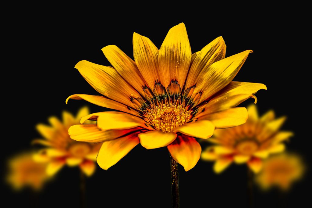 A beautiful bright yellow gerba daisy sits at the forefront with several behind it in front of a black background.