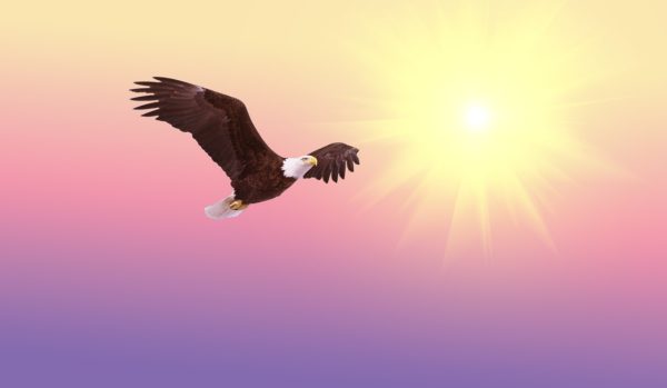 A bald eagle soars in front of a pink sky